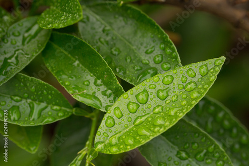 Rain on Leaves
