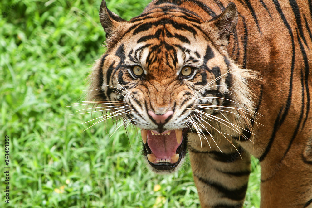 Fototapeta premium Roaring