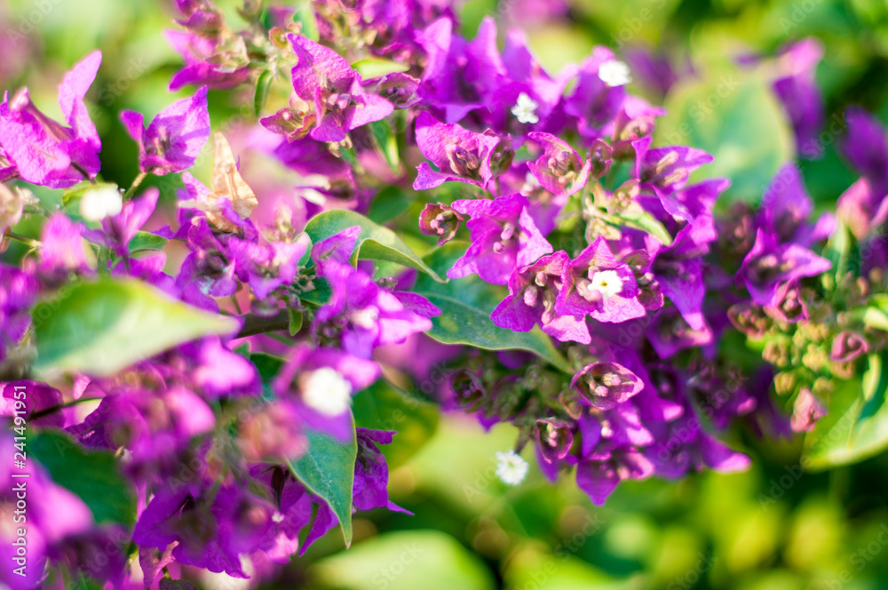 beautiful purple flowers, on blurred green background, closeup beautiful purple flowers, on blurred green background, closeup