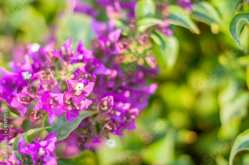 beautiful purple flowers  on blurred green background  closeup