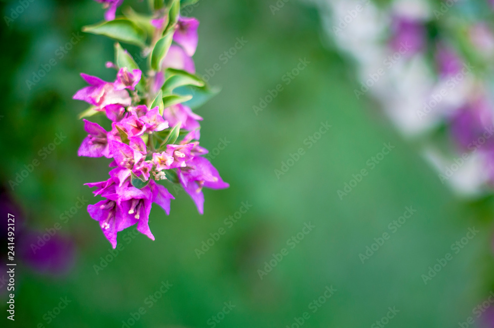Obraz premium beautiful purple flowers, on blurred green background, closeup