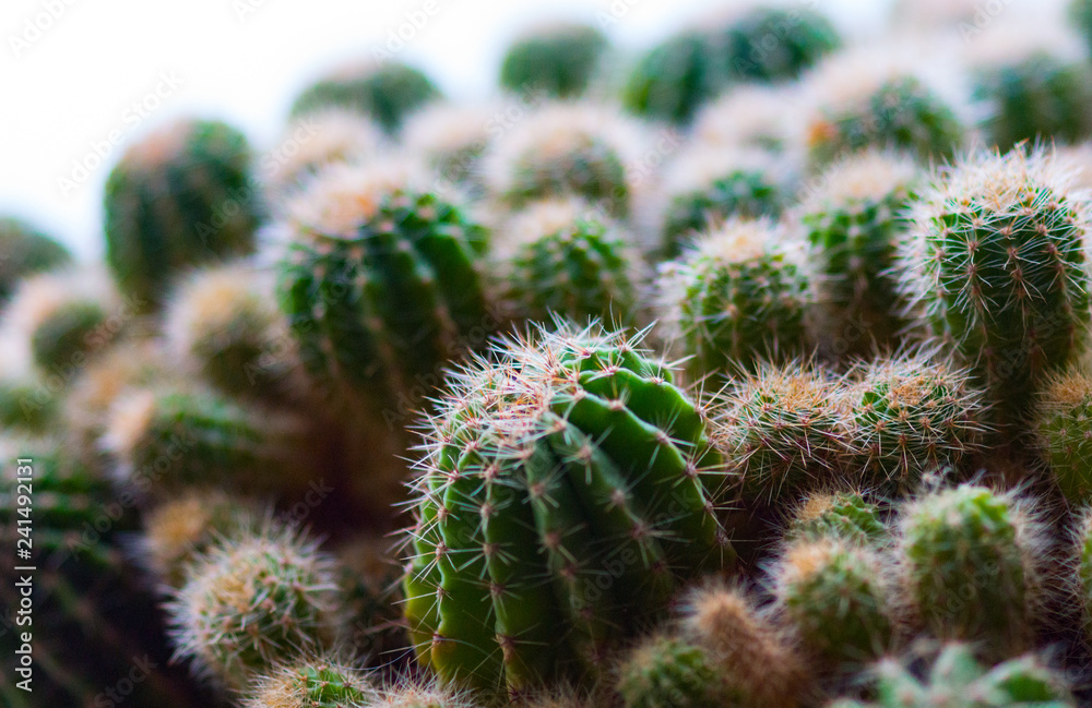 cactus plant cactus plant