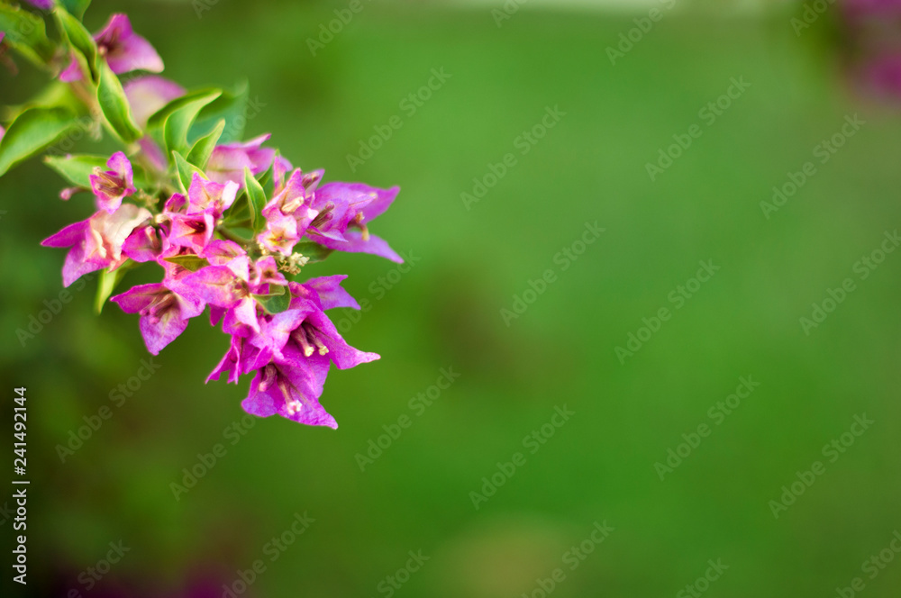 beautiful purple flowers, on blurred green background, closeup