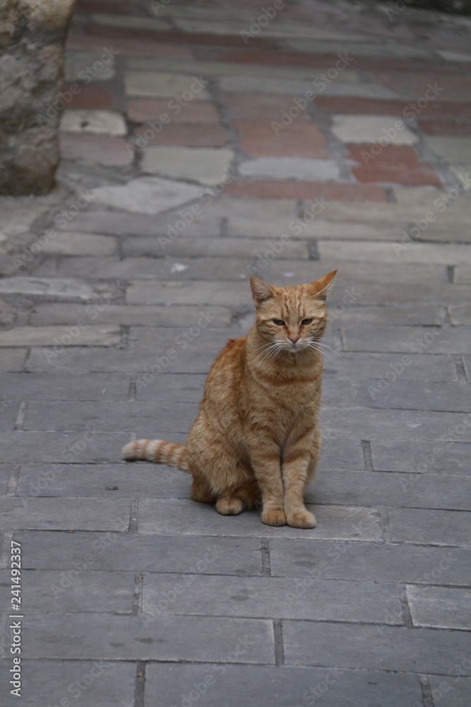 Fototapeta premium Ginger Cat On The Pavement
