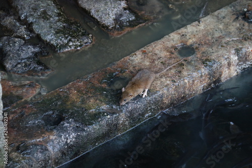 Rat in the sewer