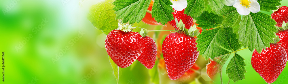 harvest garden strawberry - obrazy, fototapety, plakaty 