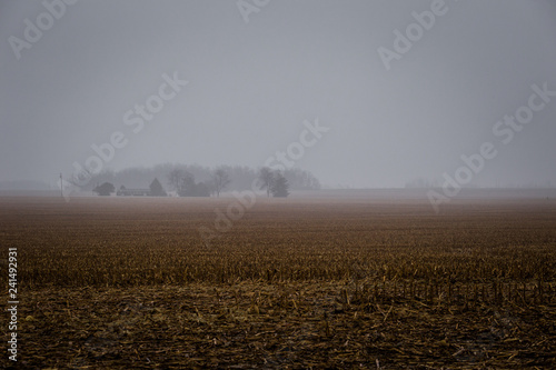 Corn field covered in fog