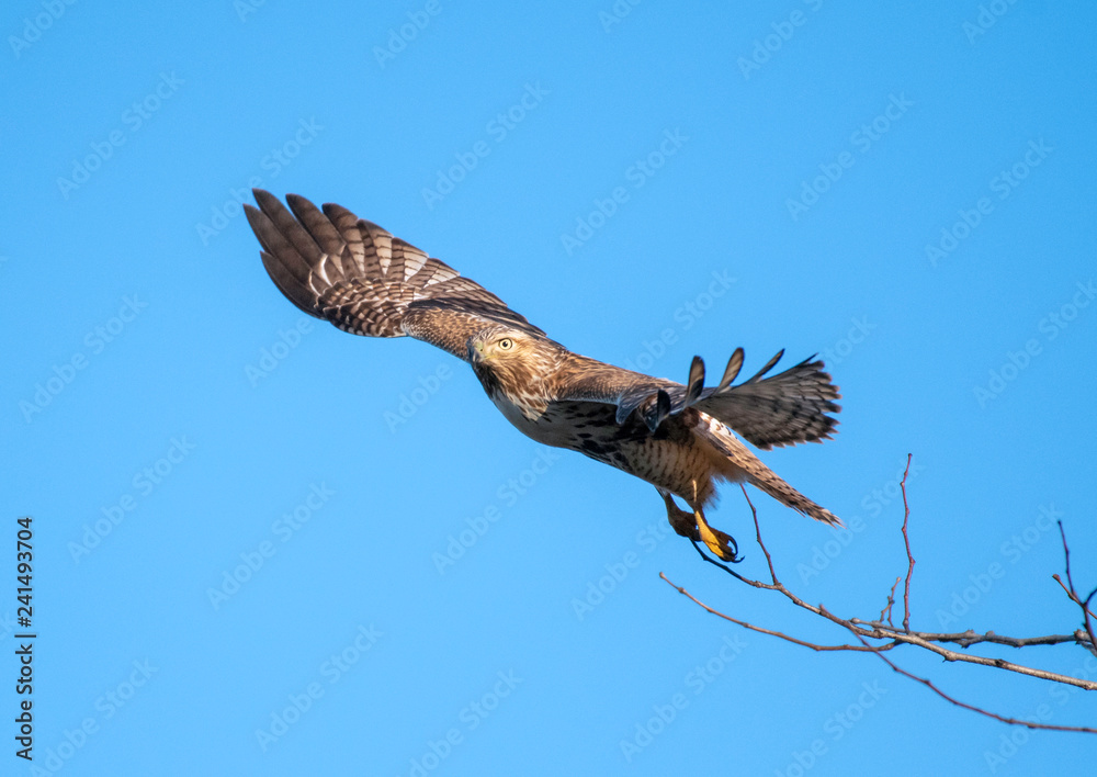 Obraz premium Red-tailed hawk juvenile