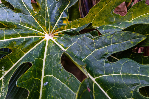 papaya leaf background