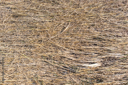 Straw on the ground