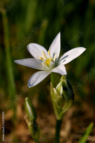 Star of Bethlehem  ornithogalum umbellatum  wild flower.