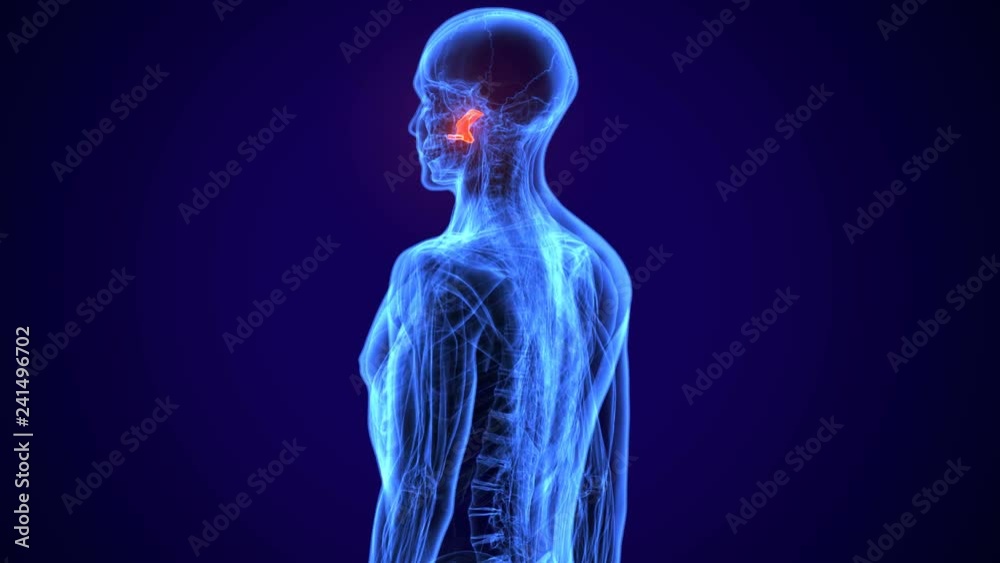 3d illustration of Male Zygomatic Bone Skull Anatomy - blue concept
3d illustration of Male Zygomatic Bone Skull Anatomy - blue concept