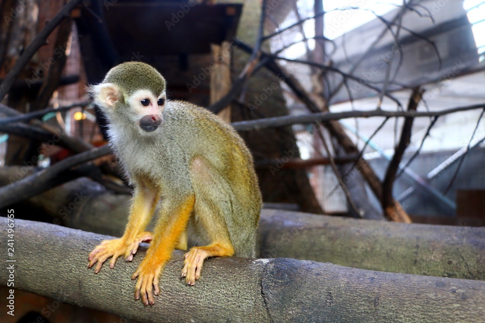 Fototapeta premium The Squirrel monkeys are New World monkeys of the genus Saimiri. They are the only genus in the subfamily Saimirinae.