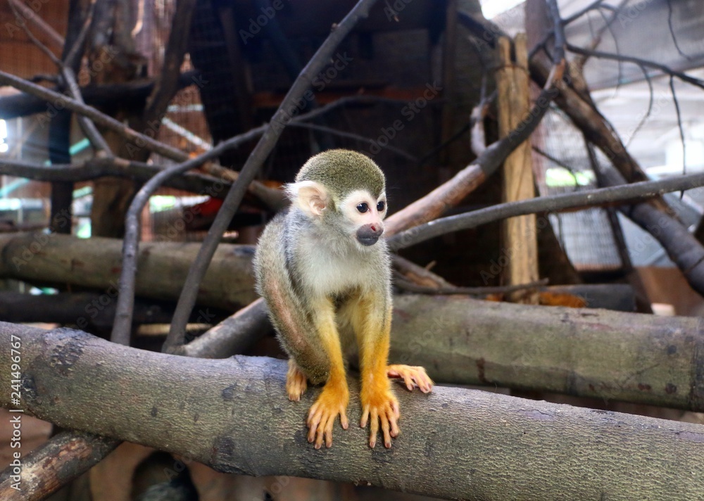 Obraz premium The Squirrel monkeys are New World monkeys of the genus Saimiri. They are the only genus in the subfamily Saimirinae.