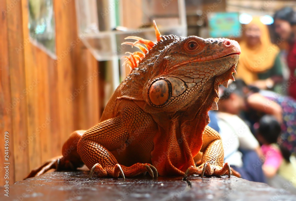 Fototapeta premium The Iguana is a genus of herbivorous lizards that are native to tropical areas.