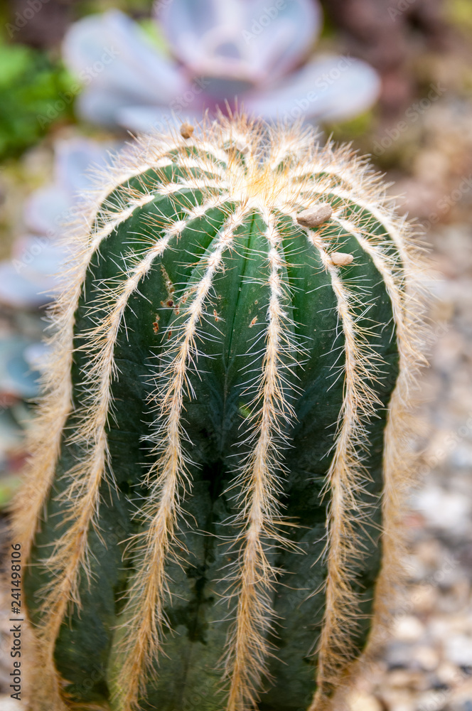 Eriocactus Cactus magnificus F. Ritter Eriocactus Cactus magnificus F. Ritter