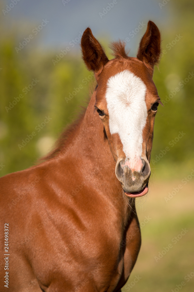 Fototapeta premium Portrait of young brown horse
