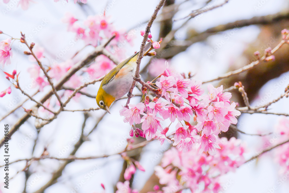 Chestnut-flanked White-eye (Zosterops Erythropleurus) ,Yellow bird on branch of Wild Himalayan Cherry tree with flower blooming Chestnut-flanked White-eye (Zosterops Erythropleurus) ,Yellow bird on branch of Wild Himalayan Cherry tree with flower blooming
