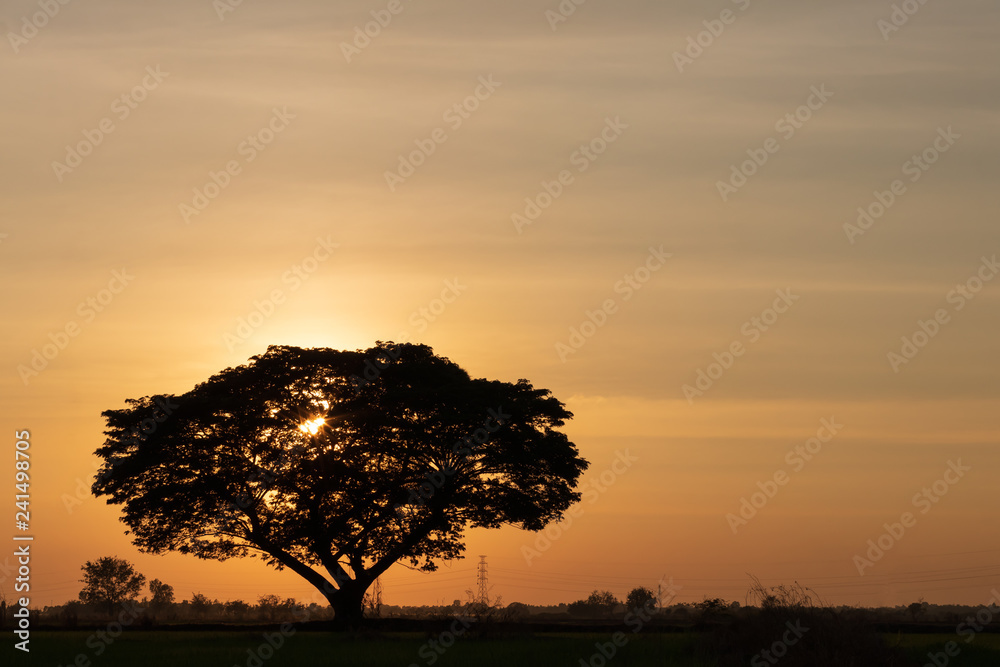 A large tree silhouettes with the sun falls. A large tree silhouettes with the sun falls.