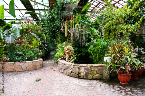 Botanical Garden of Vladivostok,  interior of   greenhouse with plants