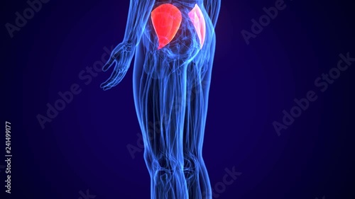 3D gluteus medius and minimus human upper leg anatomy or anatomical and muscle  photo