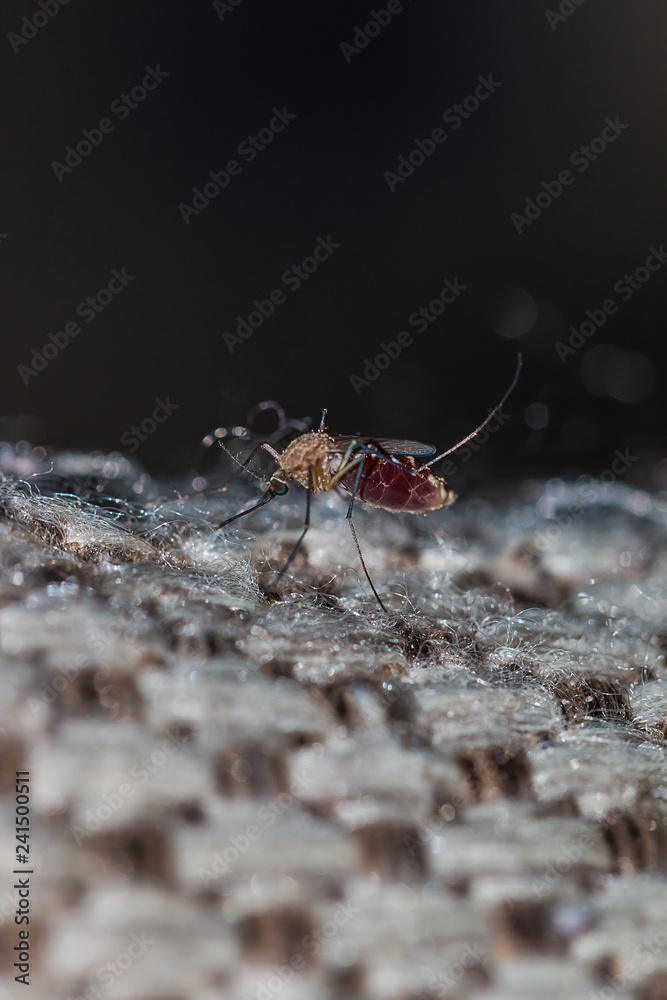 A mosquito is an animal that brings dengue fever A mosquito is an animal that brings dengue fever
