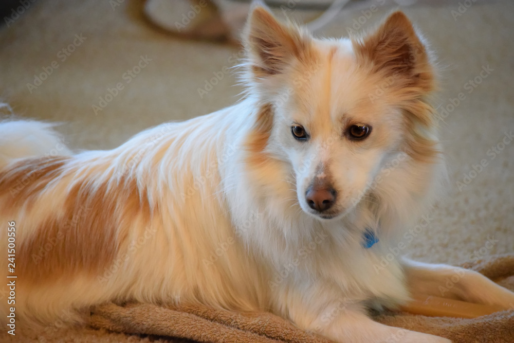 dog, Japanese Spitz mix, raises its head, attentively watching what else is going on in the room. Stock Photo | Adobe