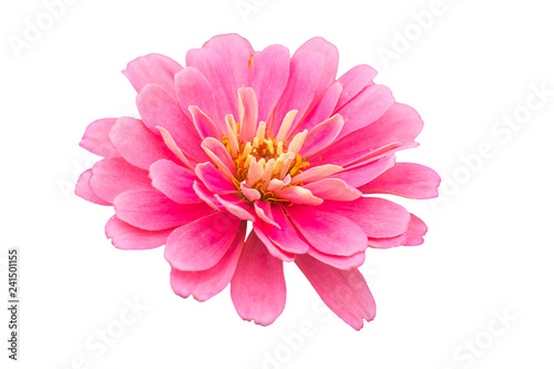 beautiful chrysanthemum flower