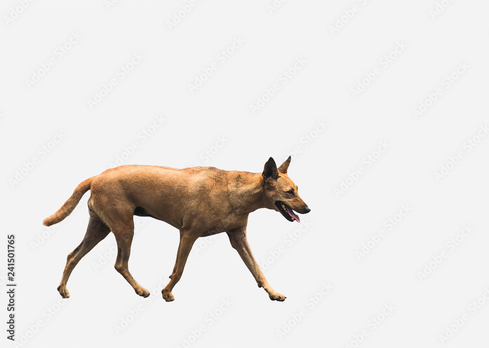 the roadside dog the roadside dog