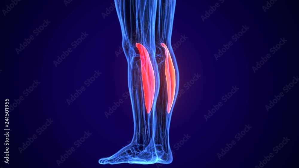 3d rendered, medically accurate illustration of the tibialis anterior
3d rendered, medically accurate illustration of the tibialis anterior
