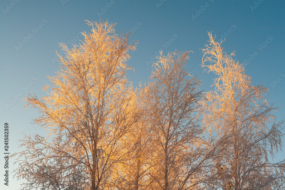 The upper part of the tree, covered with beautiful white frost, against the bright blue sky in the rays of the sunset .