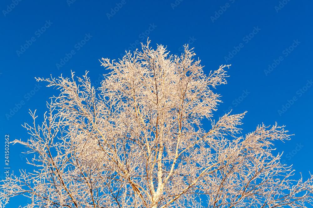 The upper part of the tree, covered with beautiful white frost, against the bright blue sky.