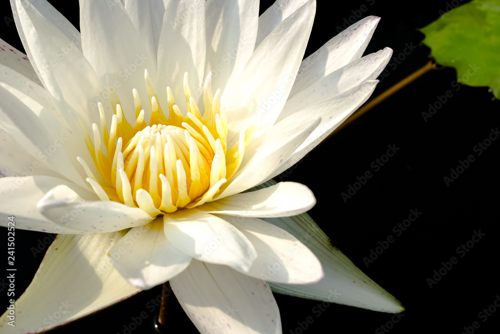 Fototapeta premium White water lily flower in a pond close up