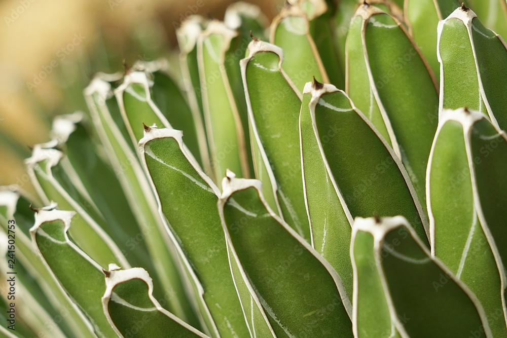Agave victoriae-reginae, Queen Victoria Agave or Golden Princess. Agave victoriae-reginae, Queen Victoria Agave or Golden Princess.