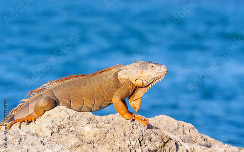 Key West Florida Iguana Lizard on Rock near Water