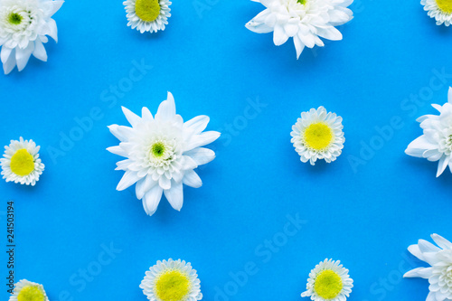 Composition of white yellow flowers. Chrysanthemums on blue paper.