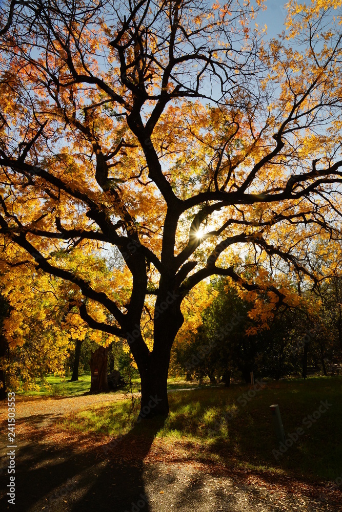 autumn in the park