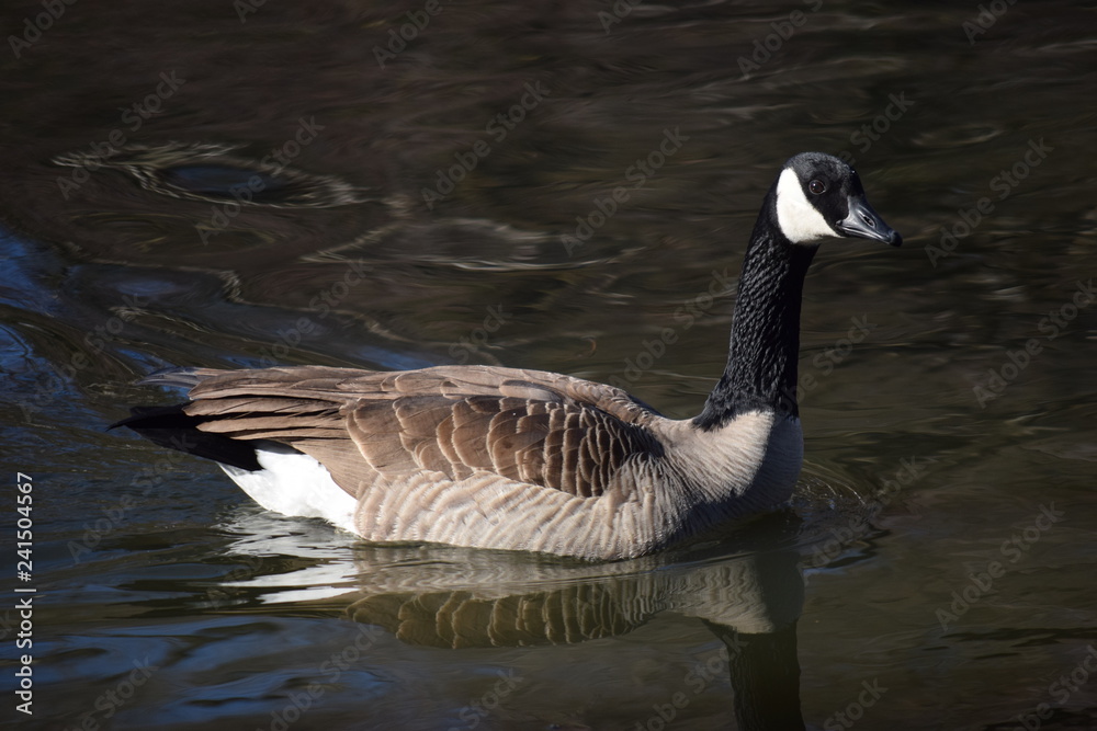 Goose