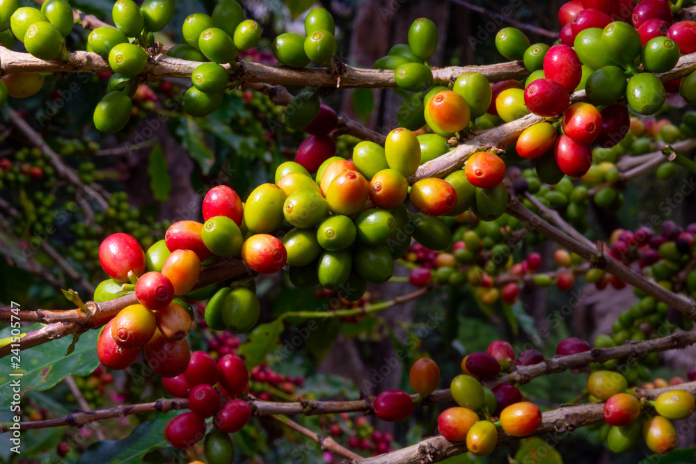 Obraz premium Coffee plant with seeds.