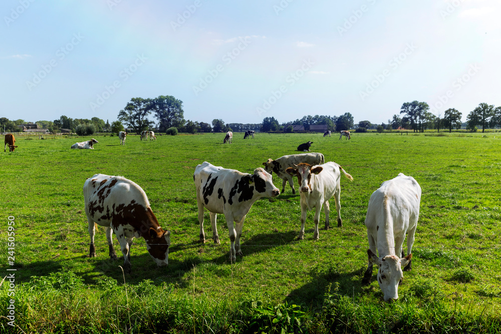 Friesian cows grazing on dutch farmland during summer.