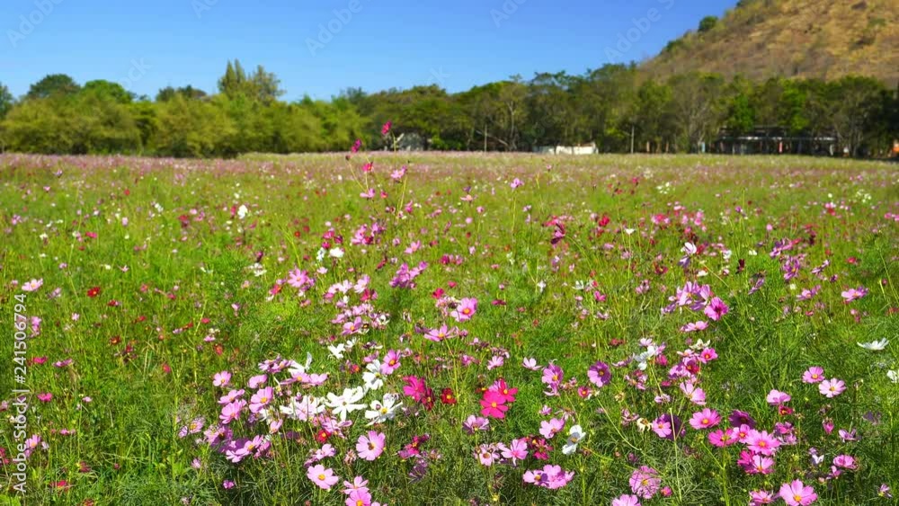 panning shot of beautiful cosmos flower with wind blow in field panning shot of beautiful cosmos flower with wind blow in field