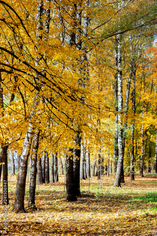 Birches in autumn park covered with yellow leaves. Leaves of trees in the sunlight.