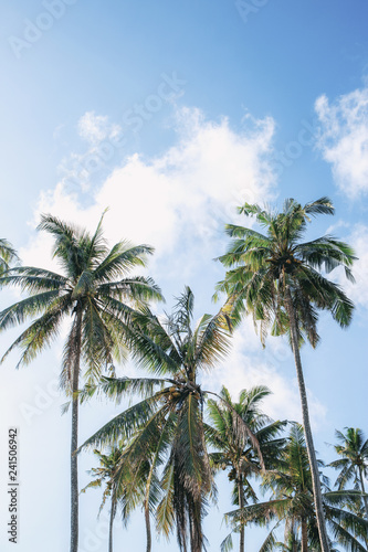 Coconut tree at sunlight.