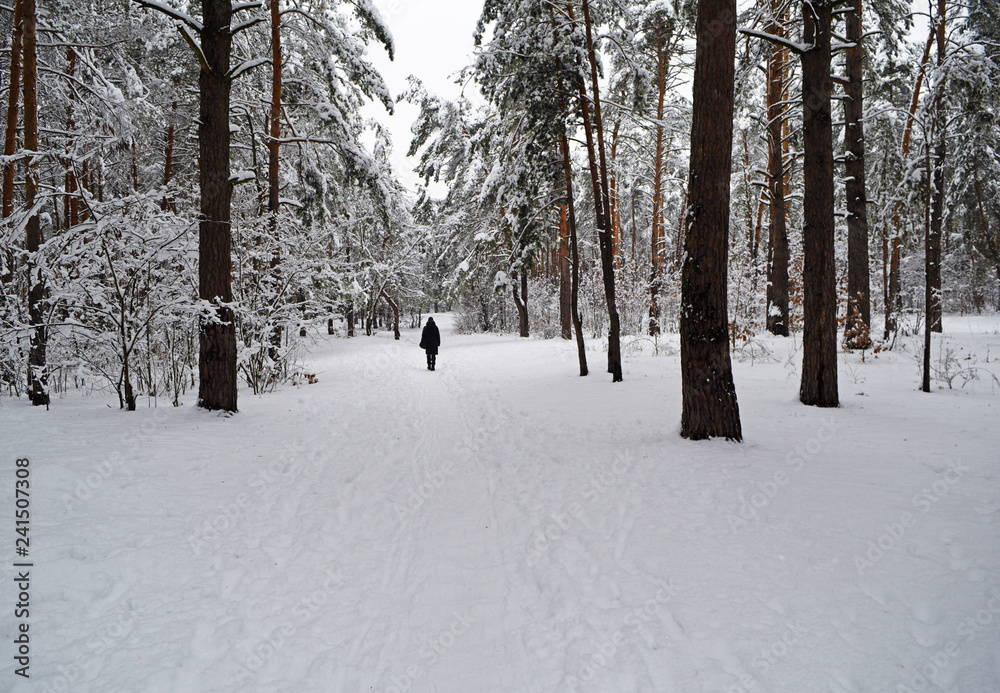 Back view of a man far away in the winter fairy cold forest. Back view of a man far away in the winter fairy cold forest.