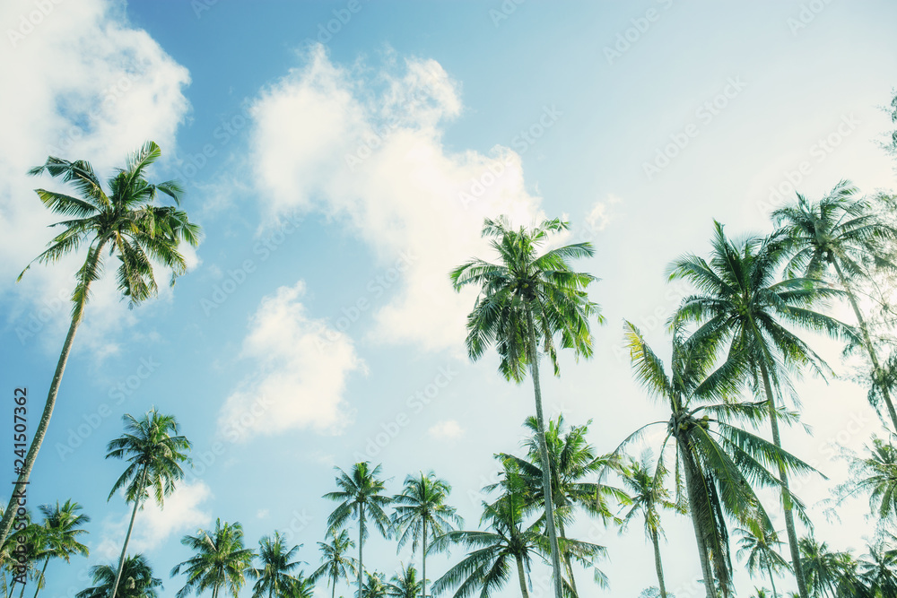 Obraz premium Coconut tree with blue sky.