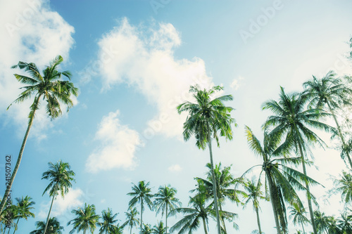 Coconut tree with blue sky.