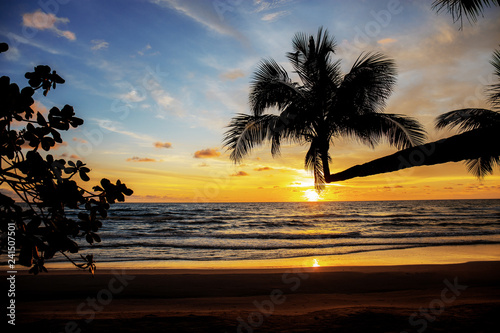 Coconut tree with sunset.