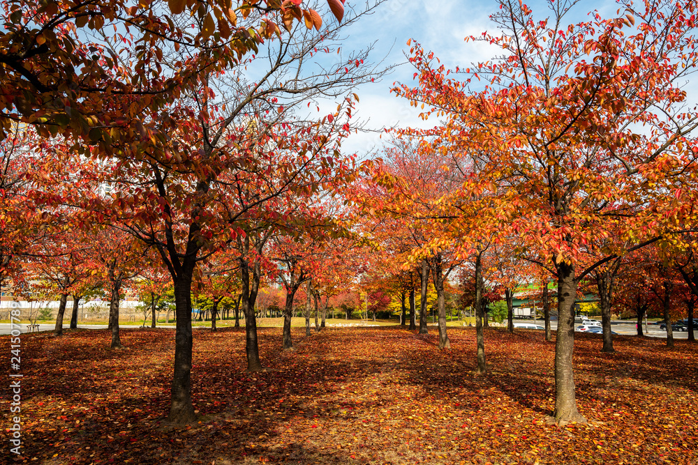 Naklejka premium 단풍