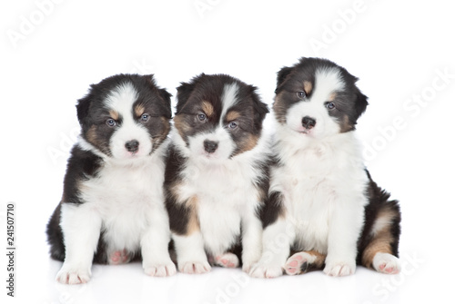Group of a Australian Shepherd puppies looking at camera. Isolated on white background