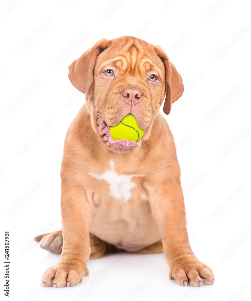 Puppy with tennis ball in the mouth. isolated on white background